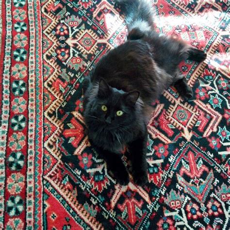 The Allure of My Magic Cat Ishable Rug: A Perfect Blend of Comfort and Enchantment